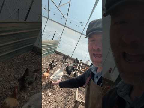 Winter Egg Harvest: Backyard Chickens, Not Stores