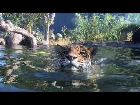 I Randers Regnskov kommer du tæt på dyrene - HELT TÆT!