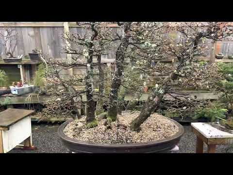 Japanese Larch Bonsai forest planting