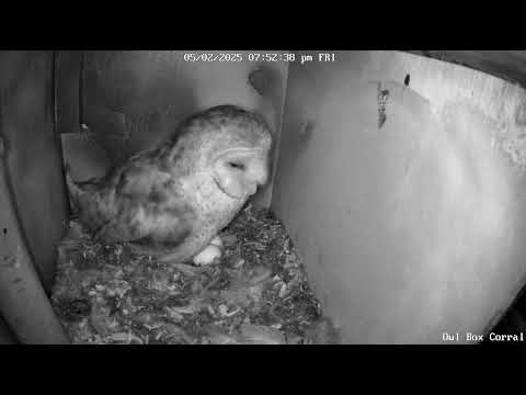 #BellaTheBarnOwl Eats a Vole Frog the Pantry. Owl Box C - 5/2/25 - 7:52 pm