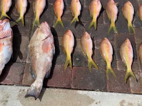 Quick Grouper limit Slow Pitch Jigging