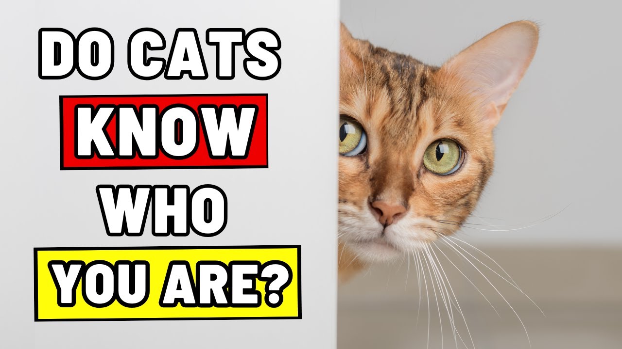 Can Cats Recognize Their Cat Parents