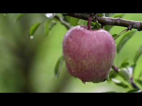 Grundfos Water Solutions - Client Testimonial Video from Kashmir farmers-Sustainable Water Solutions