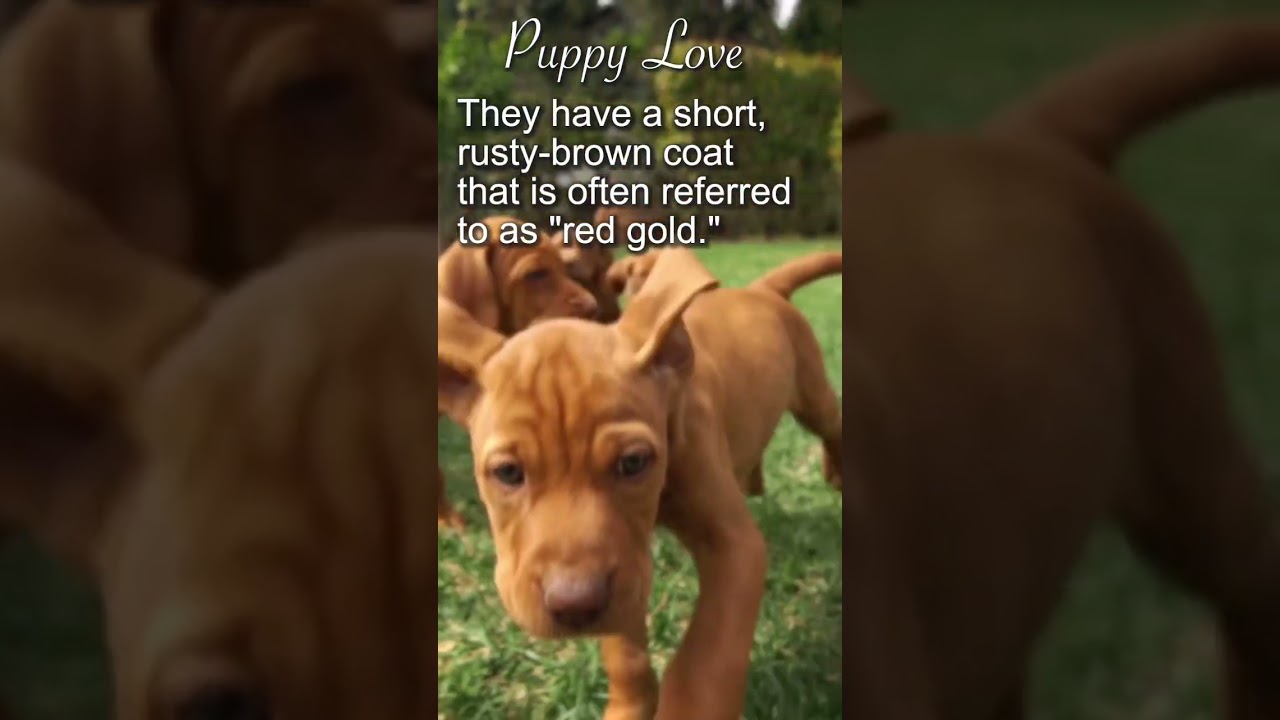 Watch video Red Vizsla pups wont be Clifford size, but they will bring big happiness. Now Red Vizsla pups wont be Clifford size, but they will bring big happiness.