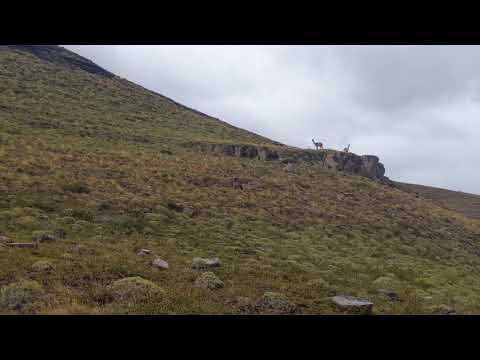 Alto del Toro hike 01, guanaco herd, Explora Patagonia, Torres del Paine, Chile, 2019-01-29