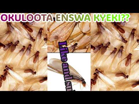 𝗢𝗸𝘂𝗹𝗼𝗼𝘁𝗮 𝗲𝗻𝘀𝘄𝗮 𝗸𝘆𝗲𝗸𝗶