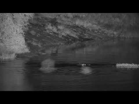 Djuma: Three Hippos interacting (no audio) - 03:20 - 01/06/21