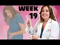 19 Week Ultrasound Position Of Baby At 19 Weeks Pregnant What Is Quickening