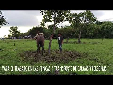 Cultura En Puerto Gaitán meta 