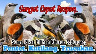 Download lagu SUARA PIKAT BURUNG PENTET DAN KUTILANG TRUCUKAN. SUARA PIKAT PILIHAN.. mp3 Download lagu SUARA PIKAT BURUNG PENTET DAN KUTILANG TRUCUKAN. SUARA PIKAT PILIHAN.. mp3