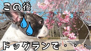 懲りずに代々木公園のドッグランへ行ったら絶望しました・・・😭