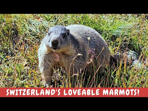 Svišť vrchovský (Marmota marmota) — kompletný sprievodca druhom v Alpách