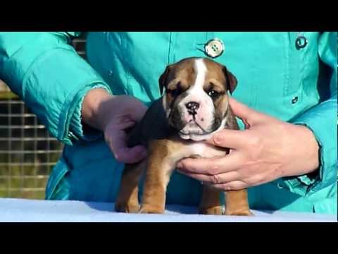 Grin Tango boy1  ( Dandy Shegol X Varenka Grin Tango )