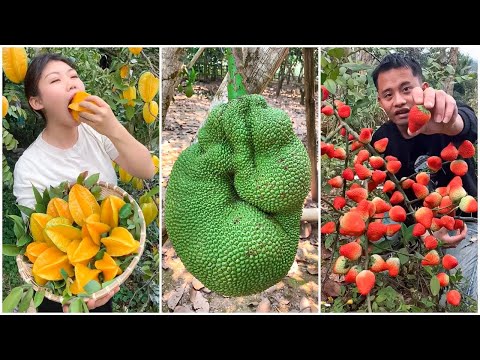 চীনের মানুষের মুখ দেখুন সব খেয়ে নেয় 😍Farm Fresh Ninja Fruits #KoBangla Part 4