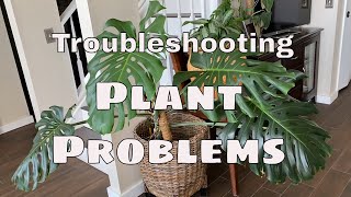 Basic Plant Problem Troubleshooting / HMVPL Grow Light