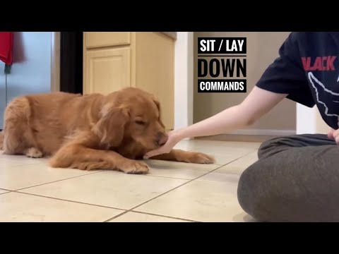 How to train your dog to sit & lay down