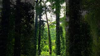 Download lagu How Borneo Rainforest jungle sound?#shorts#shortvideo#ytshorts  #nature #borneo #rainforest#amazon mp3