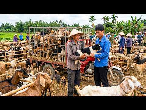 Selling 100 Dogs to Save the Farm - Buying Over 1000kg of Ducklings from the Village Market