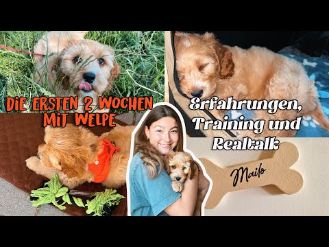 Die ersten 2 Wochen mit Welpe | Erfahrungen, Training und Realtalk | by melliescameraroll