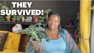 Alocasia Polly Plant Care & Corm Potting