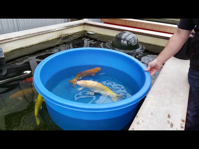 Video teaser for Handzahme Koi - Erfolgreiche Fütterung von Hand