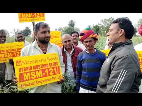 Hybrid Mustard MSM-121  Amazing Performance Please  Watch for best Seeds