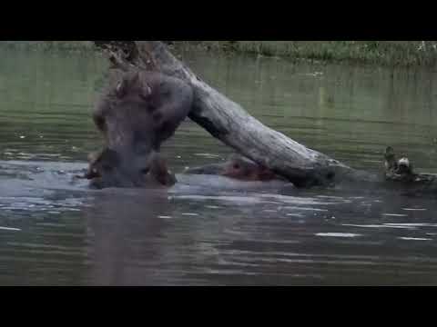 Djuma: Four Hippos interacting - 18:37 - 02/20/2023