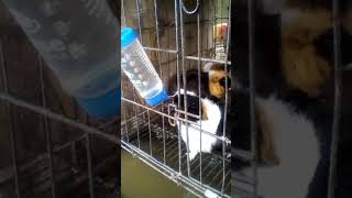 Guinea pigs drinking water