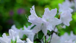 Skeeter Davis - Now I Lay Me Down To Weep