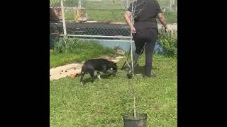 Video preview image #1 Jack Chi Puppy For Sale in Virginia Beach, VA, USA