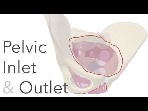 What is the True Pelvis?  -  Pelvic Inlet & Outlet Anatomy