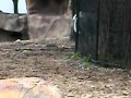 Running Zebra