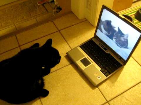 Cat's reaction to the two talking cats