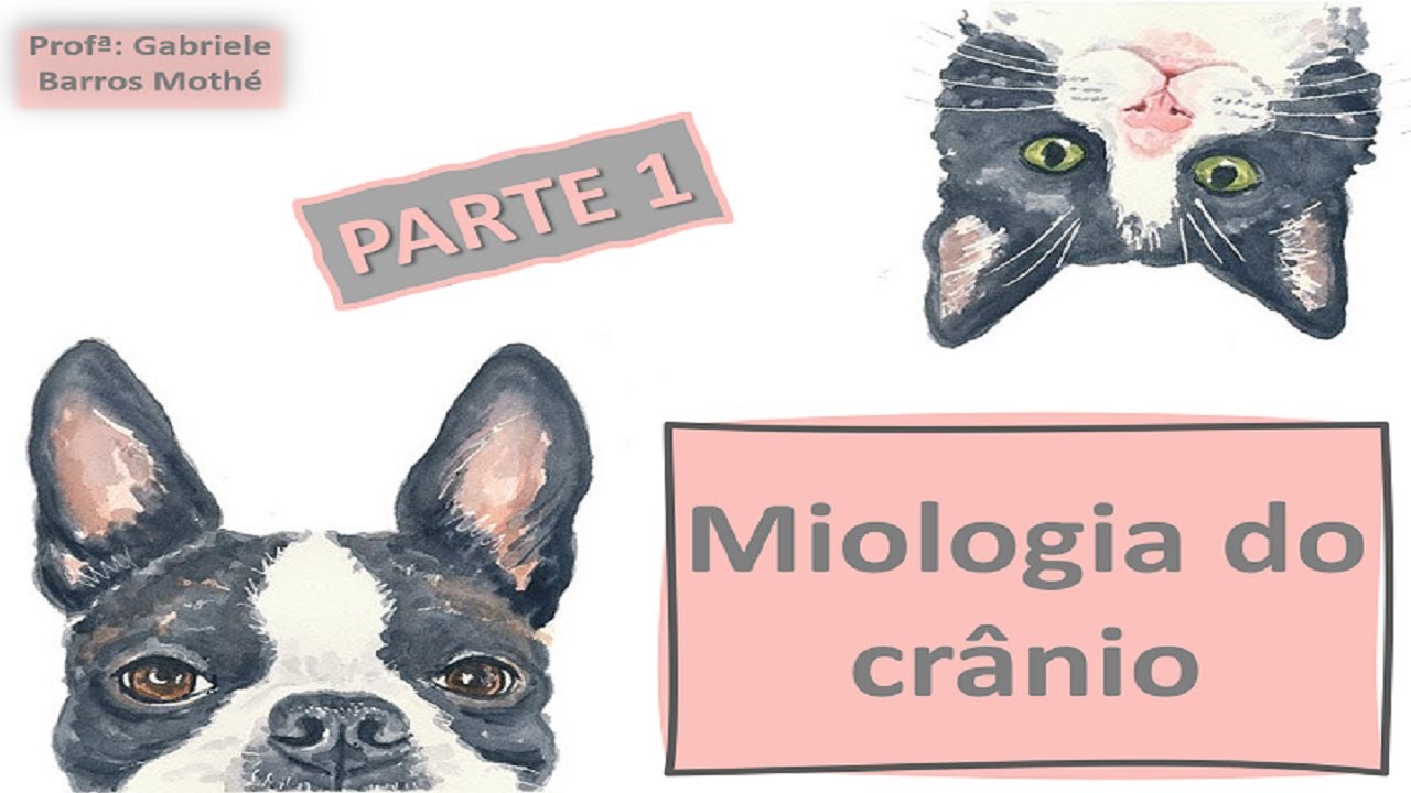 MIOLOGIA DO CRÂNIO - parte 1 (anatomia veterinária)