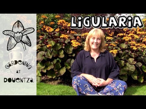 download lagu mp3 mp4 Ligularia Care, download lagu Ligularia Care gratis, unduh video klip Ligularia Care