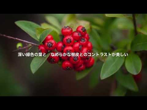 梅の葉サンザシ 植物