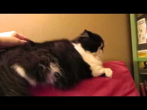 What does YOUR cat do when you scratch its back? - YouTube