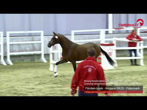 31 Junghengst v. Fürsten-Look - Ampere