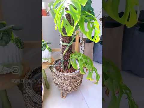 園芸 ミニモンステラ、モンステラ ジニー、フィロデンドロン ジニー