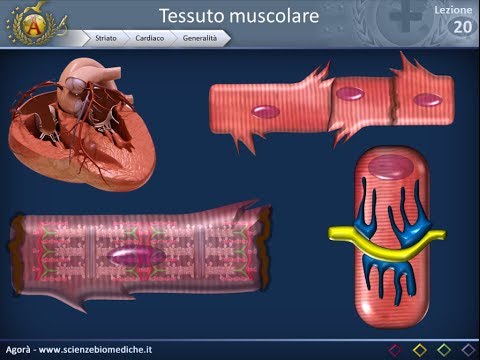 Histology 20 - Muscle (part 2)