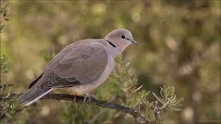 Download lagu 3 variasi suara berbeda dari burung merpati leher cincin (Merpati Kura-kura Tanjung). mp3
