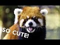 Red Pandas are Dangerously Cute