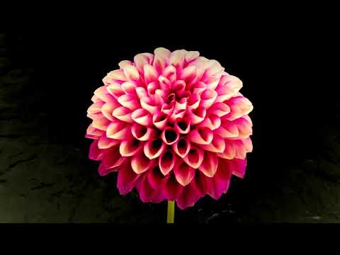 Dandelion - "Memories", Official Video