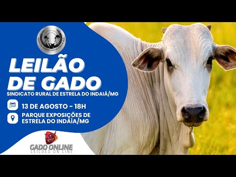 ⭐ 67º LEILÃO MISTO  SINDICATO DOS PRODUTORES RURAIS DE ESTRELA DO INDAIÁ/MG