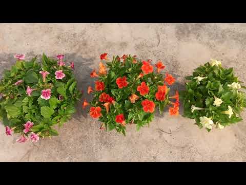 How to care and grow mimulus flower.