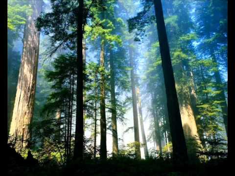 Daega Sound - Forest Floor