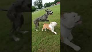 great dane vs bulldog | a true friendship | yt shorts