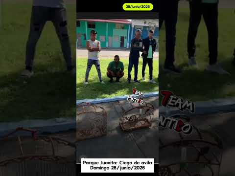 28 de junio 2026, Parque Juanita, TeamPintico, Ruedo o coro de negrito, ciego d Ávila
