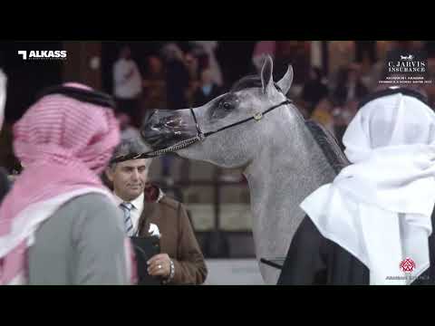 N.45 SAHAB AL AOWRAN - Katara Int. Arabian Peninsula Horse Show 2023 - Fillies 2 Years Old Secti...