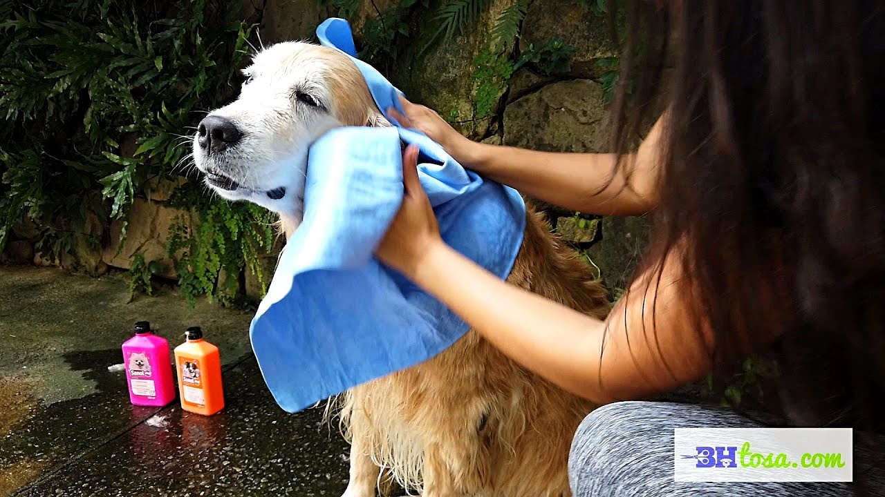 BANHO EM CASA - Cachorro de Grande Porte - Dicas e cuidados